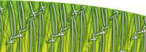 Custom Barbed Wire Green Graphics